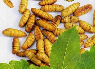 Nhộng tằm: Vị thuốc tốt cho trẻ nhỏ