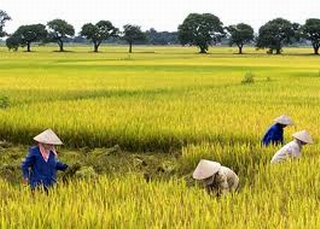 Nông nghiệp không còn là chỗ dựa an toàn