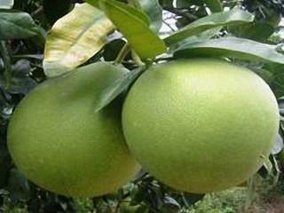 Trái bưởi và những công dụng ít người biết