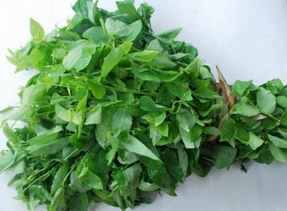 Cách chọn rau ngót không chứa độc
