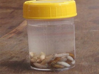 Bé bị 50 con dòi “ăn” đứt tai thoát hiểm ngoạn mục