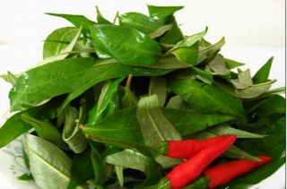 Rau răm có thể chữa trị những bệnh gì?