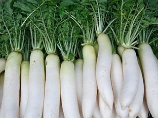 Củ cải có tác dụng chữa bệnh gì?