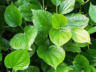 Công dụng chữa bệnh kỳ diệu của lá lốt