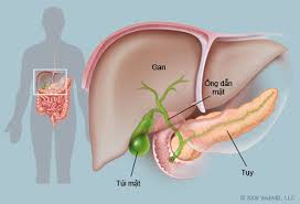 Người Việt đối mặt đại dịch viêm gan virus