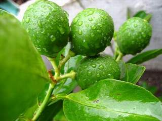 Chanh và những tác dụng tốt cho gan