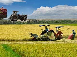 An ninh lương thực không có nghĩa là chỉ trồng lúa