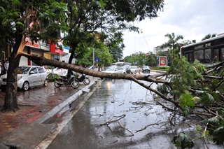 Hà Nội: Cây xanh gẫy ít, không úng ngập
