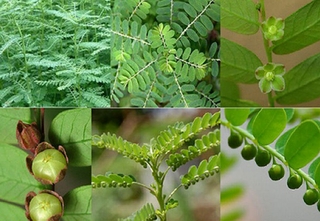 Công dụng của cây chó đẻ