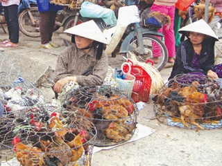 Cách phòng chống bệnh cúm A (H7N9)