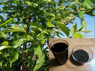 Tác dụng chữa bệnh không ngờ của cây vối