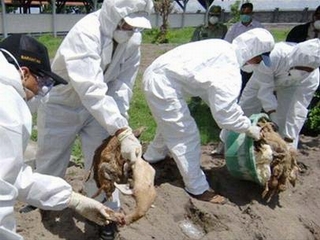 Công bố dịch cúm A/H5N1 tại tỉnh Lào Cai