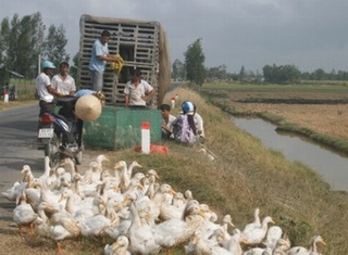 Dịch cúm gia cầm đang có nguy cơ lây lan rất cao