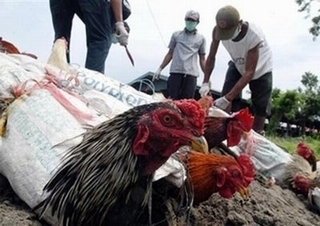 Phân biệt virus cúm H7N9, H1N1 và H5N1
