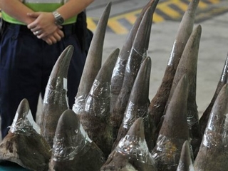 Buôn bán động vật hoang dã gây bất ổn an ninh quốc gia