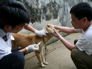 Hà Nội: Bệnh dại có nguy cơ bùng phát trở lại