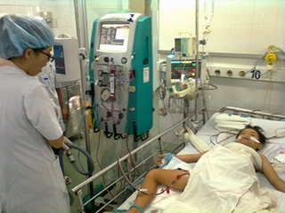 Cảnh báo trẻ bị ong đốt gây suy gan, suy thận