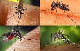 Ai dễ mắc bệnh sốt xuất huyết Dengue?