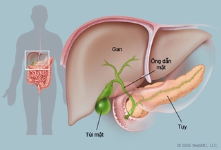 Việt Nam: Viêm gan C có chiều hướng gia tăng