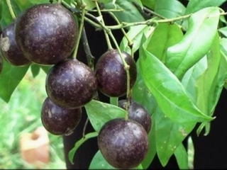 Các biện pháp phòng chống ngộ độc do độc tố tự nhiên
