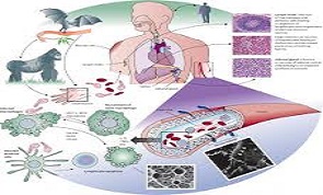 Dịch Ebola: Người dân không nên hoang mang