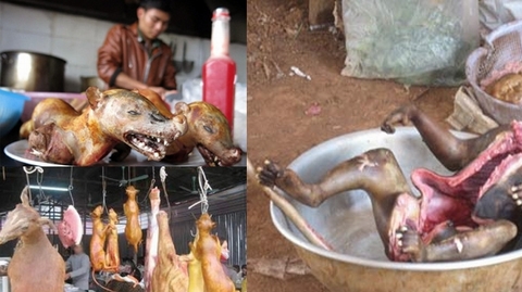 Nguy cơ lây bệnh Ebola từ động vật hoang dã