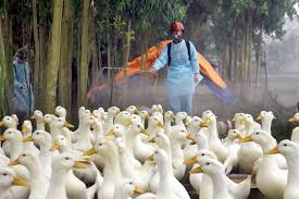 Sẵn sàng ứng phó dịch bệnh cúm A/H5N6