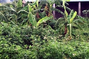 Mâu thuẫn chia đất, con trai giết mẹ ngay tại nhà
