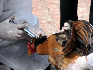 Ai có nguy cơ lây nhiễm virus A/H5N8?