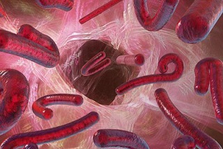 Hơn 5.500 người chết vì dịch bệnh Ebola