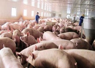 Nuôi lợn cùng với kiến thức thời @