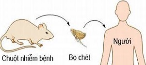 Nguy cơ “cái chết đen” khủng khiếp vào Việt Nam