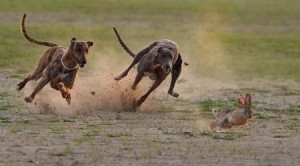 Chuyện lạ có thật: Chó bắn chết ... thợ săn