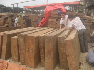 Cấm mua gỗ rừng tự nhiên dưới mọi hình thức