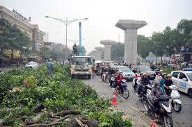 Hà Nội: lại thêm 35 cây xanh bị chặt, di dời