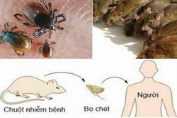 Giám sát chặt chẽ dịch hạch tại các cửa khẩu, cảng biển