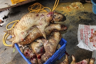Lò mổ động vật hoang dã &quot;khủng&quot; giữa lòng Hà Nội