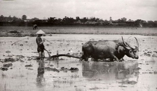 10.000 cán bộ khoa học, nông dân vẫn cày bằng trâu