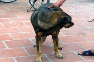 Khởi tố vụ án đánh chết 2 đối tượng trộm chó