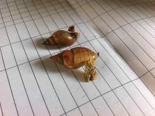 Tetrodotoxin: Độc tố trong ốc biển gây tử vong