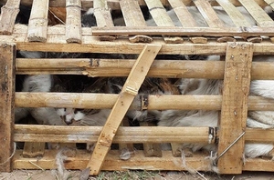 Bắt 3 tấn &quot;tiểu hổ&quot; Trung Quốc vượt biên về Hà Nội