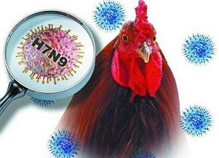 Virus cúm nguy hiểm &quot;nhăm nhe&quot; vào Việt Nam