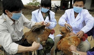Nguy cơ lớn virus cúm gia cầm lây sang người