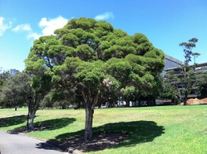 Ứng xử với cây: Sự khác nhau giữa Hà Nội và Sydney