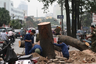 Hà Nội tạm đình chỉ hàng loạt cán bộ vụ chặt 6.700 cây