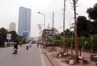 &quot;Cây mới trồng ở Nguyễn Chí Thanh khả năng chết rất cao”
