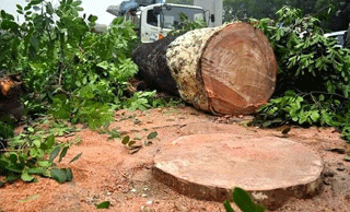 &quot;Cây sâu mục được đánh giá bằng mắt thường&quot;