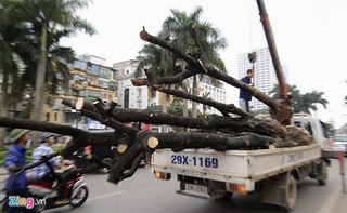 Giật mình với bài văn về nỗi đau cây xanh bị chặt