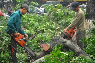 Hà Nội “nghiêm túc dừng cải tạo, thay cây”