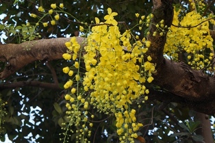  &quot;Lấy may&quot; bằng hoa vàng Đọt Khun
